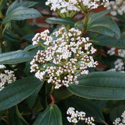 Viburnum davidii